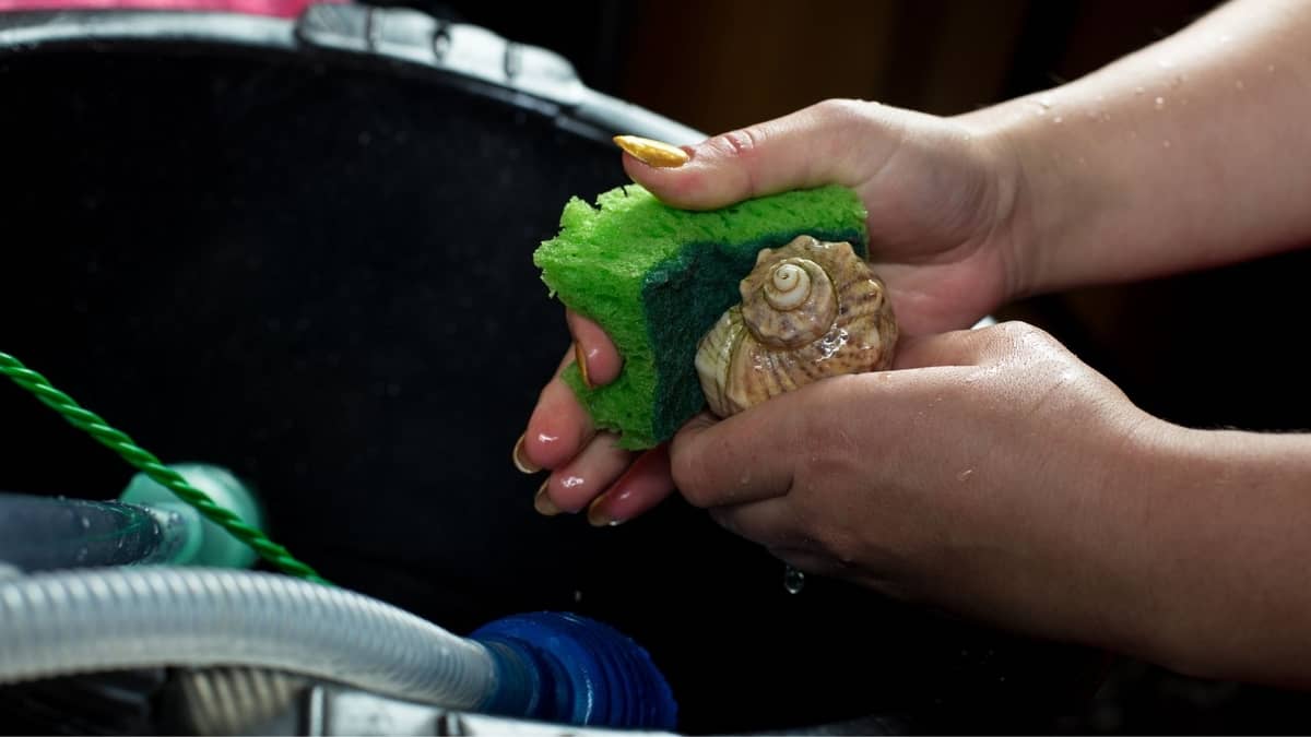 How To Clean Algae Off Aquarium Decorations