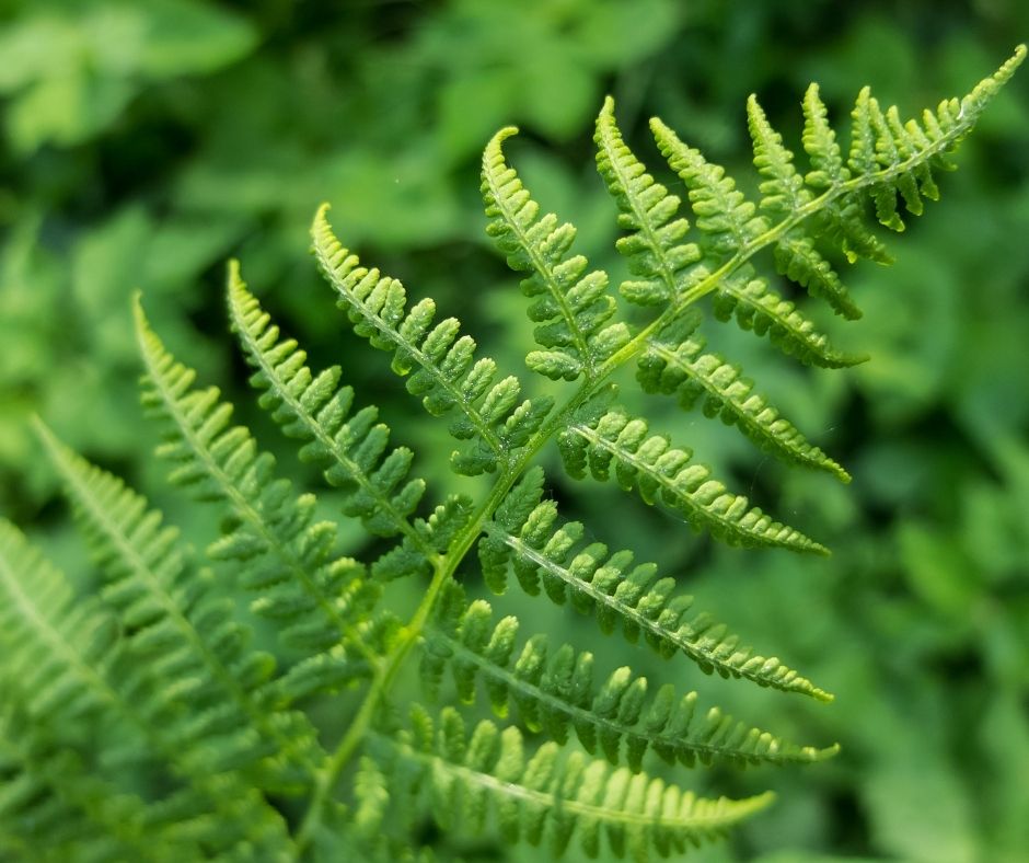 How to Grow Java Fern Fast? Our Aquariums