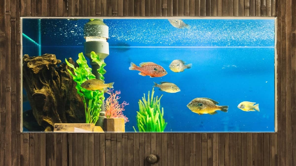 Hydrogen Peroxide Aquarium Dosage