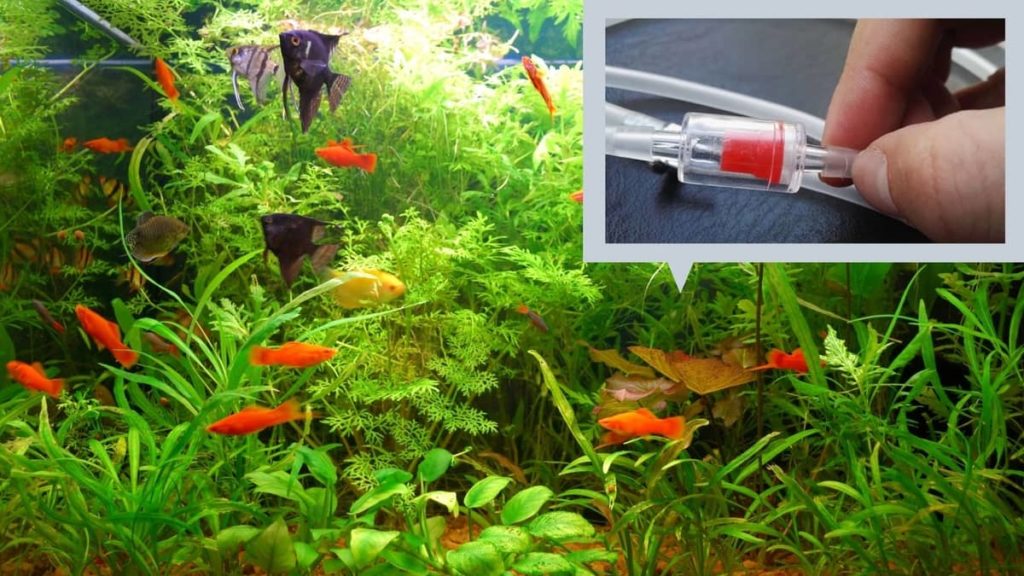 Aquarium Check Valve Direction