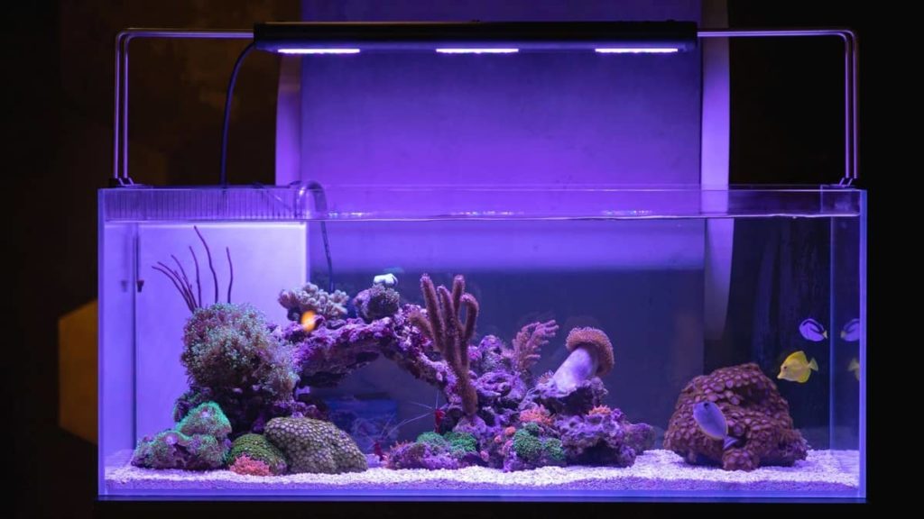 Best Pool Filter Sand for Aquarium; Top 5 Products You Have To Try