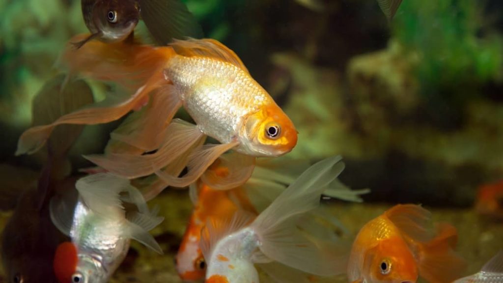 Can Cloudy Eye Kill A Fish