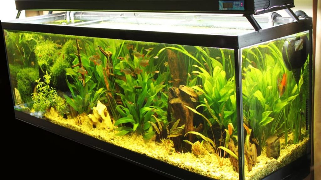 How Do I Know If My Aquarium Heater Is Working