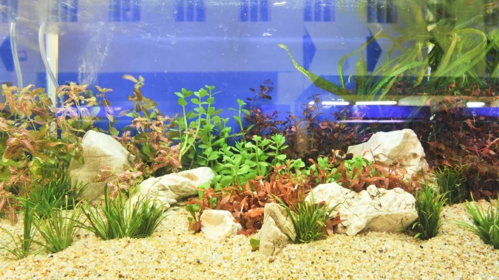 How Much Sand Do I Need For My Aquarium