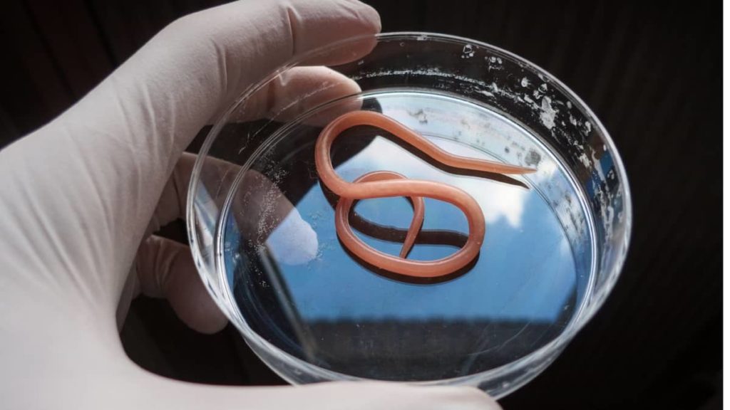 How To Get Rid Of Nematodes In The Aquarium