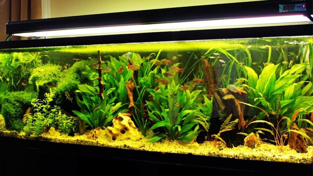 Rimless Aquarium Glass Thickness Calculator