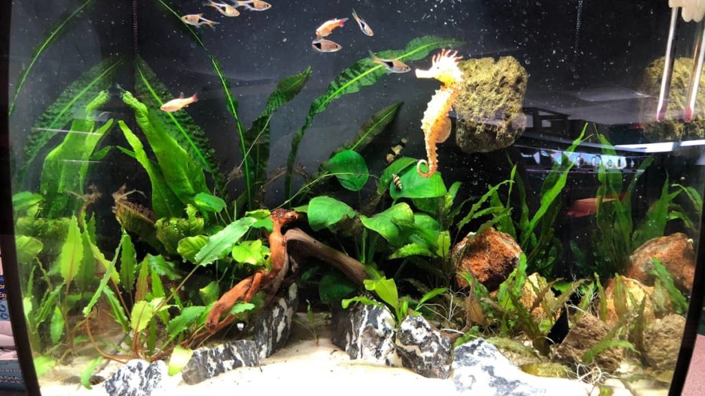 Aquarium-Safe Sculpting Materials