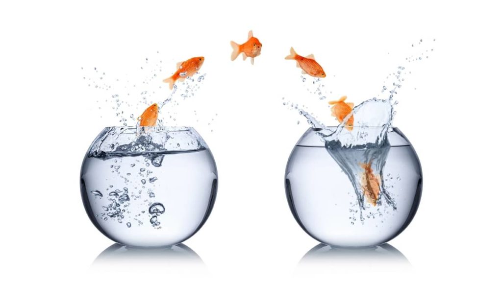 How To Save Dying Fish After A Water Change