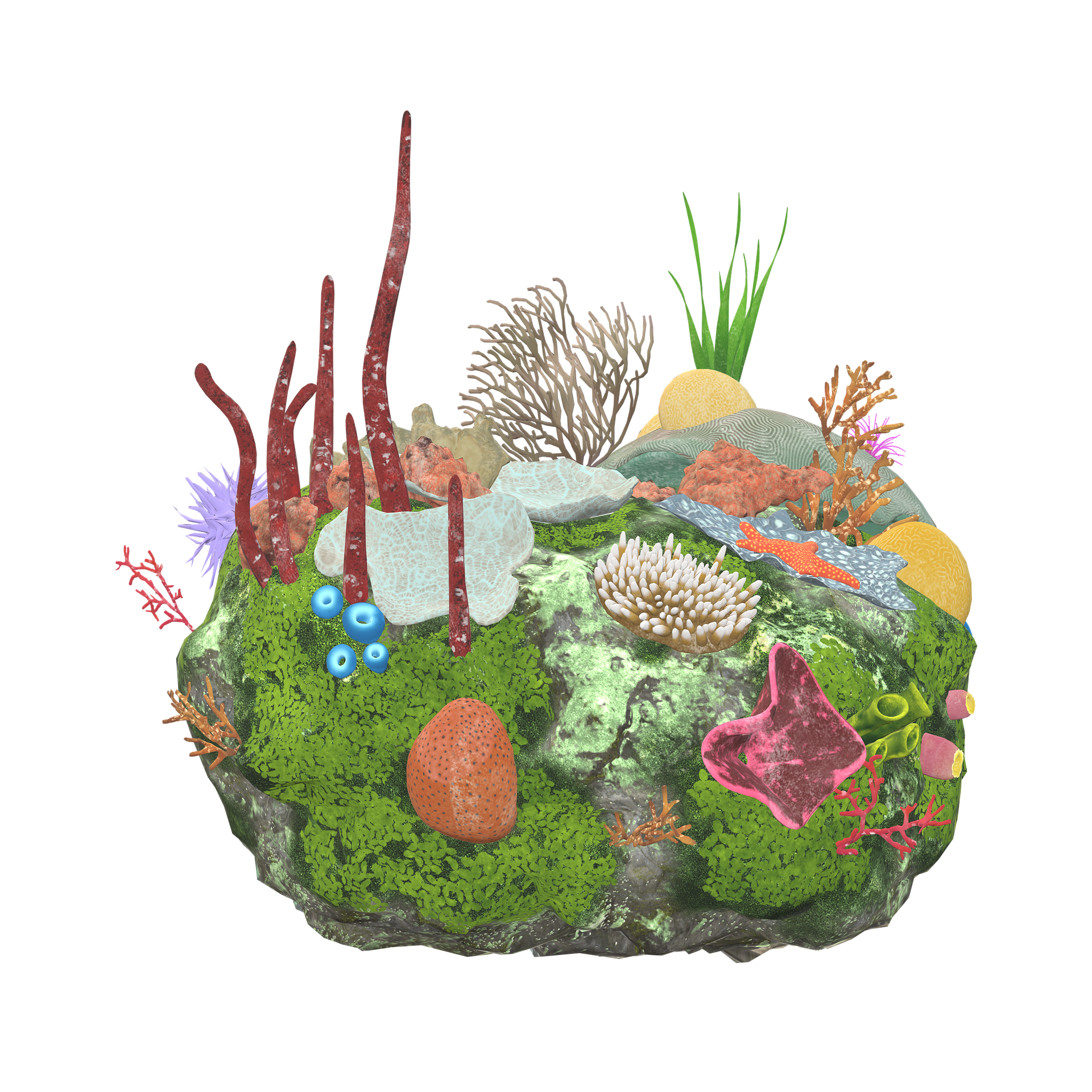 Aquarium Setup and Maintenance
